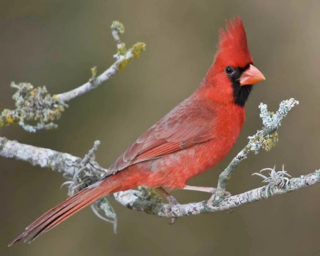 Группа красные птицы. Красный Кардинал птицы Северной Америки. Птица красный Северный Кардинал. Красный Кардинал птица самка. Виргинский красный Кардинал.