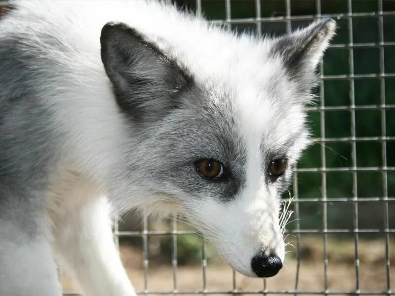 Чернобурая лисица. Domesticated Silver Fox. Бело серая лиса. Серебристая лиса.