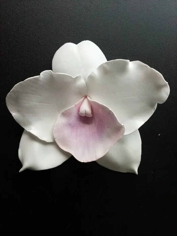 Орхидея фаленопсис макро. Шумбургия орхидея. Орхидея фаленопсис расцветки сорта. Фаленопсис манго. Орхидея тигрис.