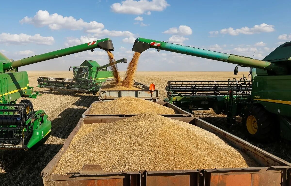 1 5 млн тонн. Уборка пшеницы. Комбайн молотит зерно. Уборка зерна. Обмолот пшеницы.