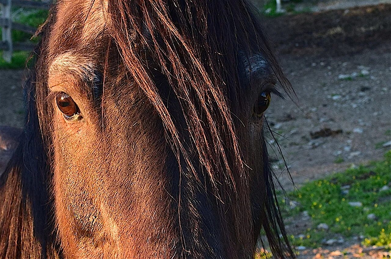 Horse hair. Морда лошади. Лицо лошади. Лошадь с коричневой гривой. Волосы лошади.