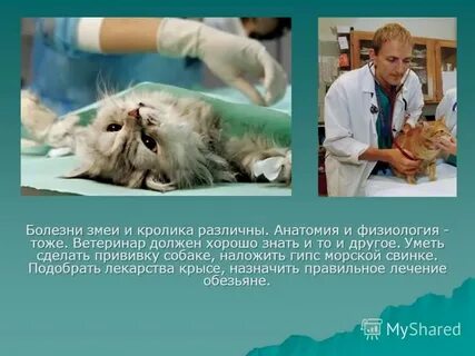 Чем важна профессия ветеринара