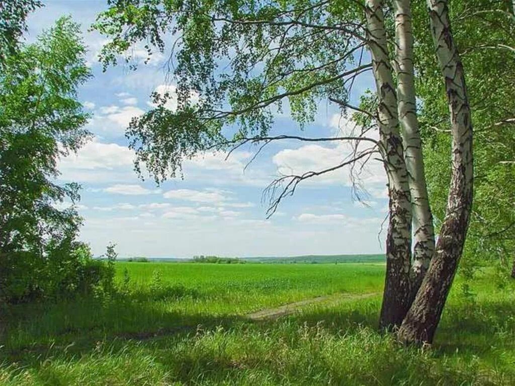 Великая березка. Родина Россия березы. Родина березы. Россия Родина моя березы. Символы русской природы.