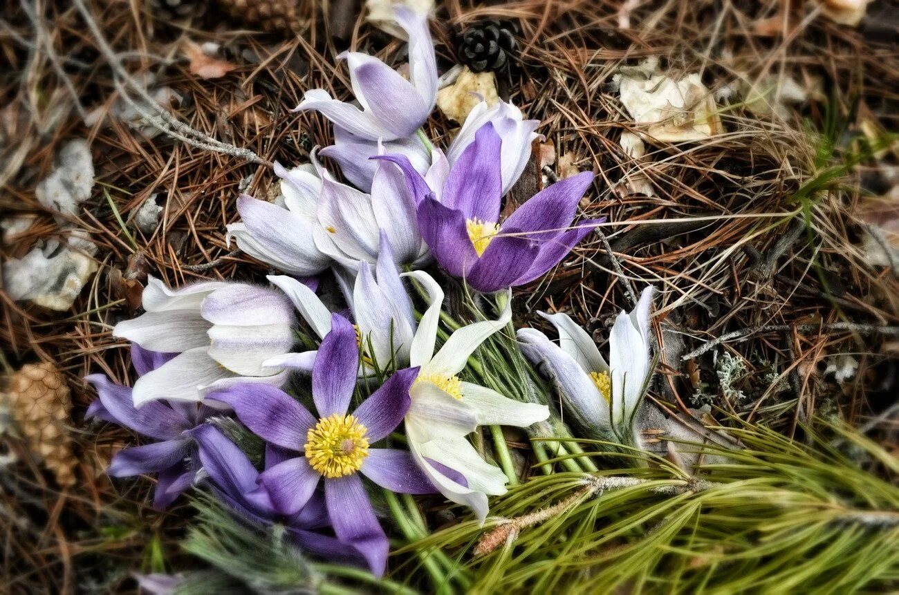 Когда цветут подснежники в россии. Первоцветы галантусы. Подснежников (Galanthus. Первоцветы (подснежники, крокусы, гиацинты).. Подснежник пролеска.