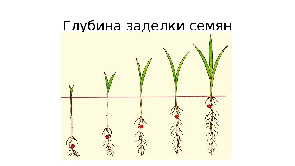 В какую почву семена заделывают глубже. Глубина заделки семян Яровой пшеницы. Глубина заделки семян зерновых культур. Глубина посева для прорастания семян. Глубина заделки семян биология.