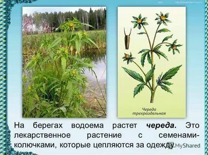 Географический процесс это длительная череда чего