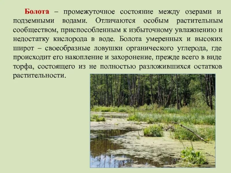 Сообщение о болоте