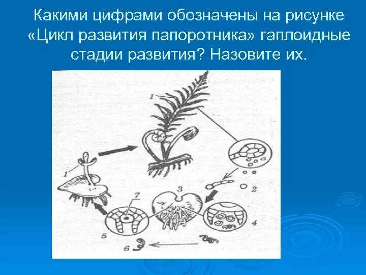 Цикл развития папоротника. Какими цифрами обозначены на рисунке цикл развития папоротника. Гаплоидные стадии развития папоротника. Цикл развития папоротника гаплоидные стадии. Размножение гаплоидными спорами