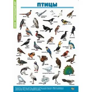 Подпиши названия птиц