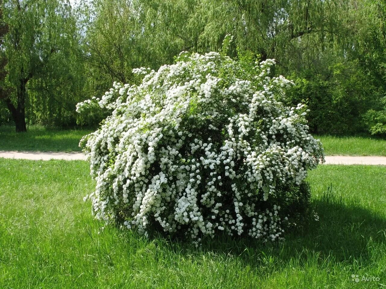 Спирея Вангутта. Спирея Вангутта Ренессанс. Спирея Вангутта (Spiraea vanhouttei). Спирея серая Вангутта. Куст невеста фото