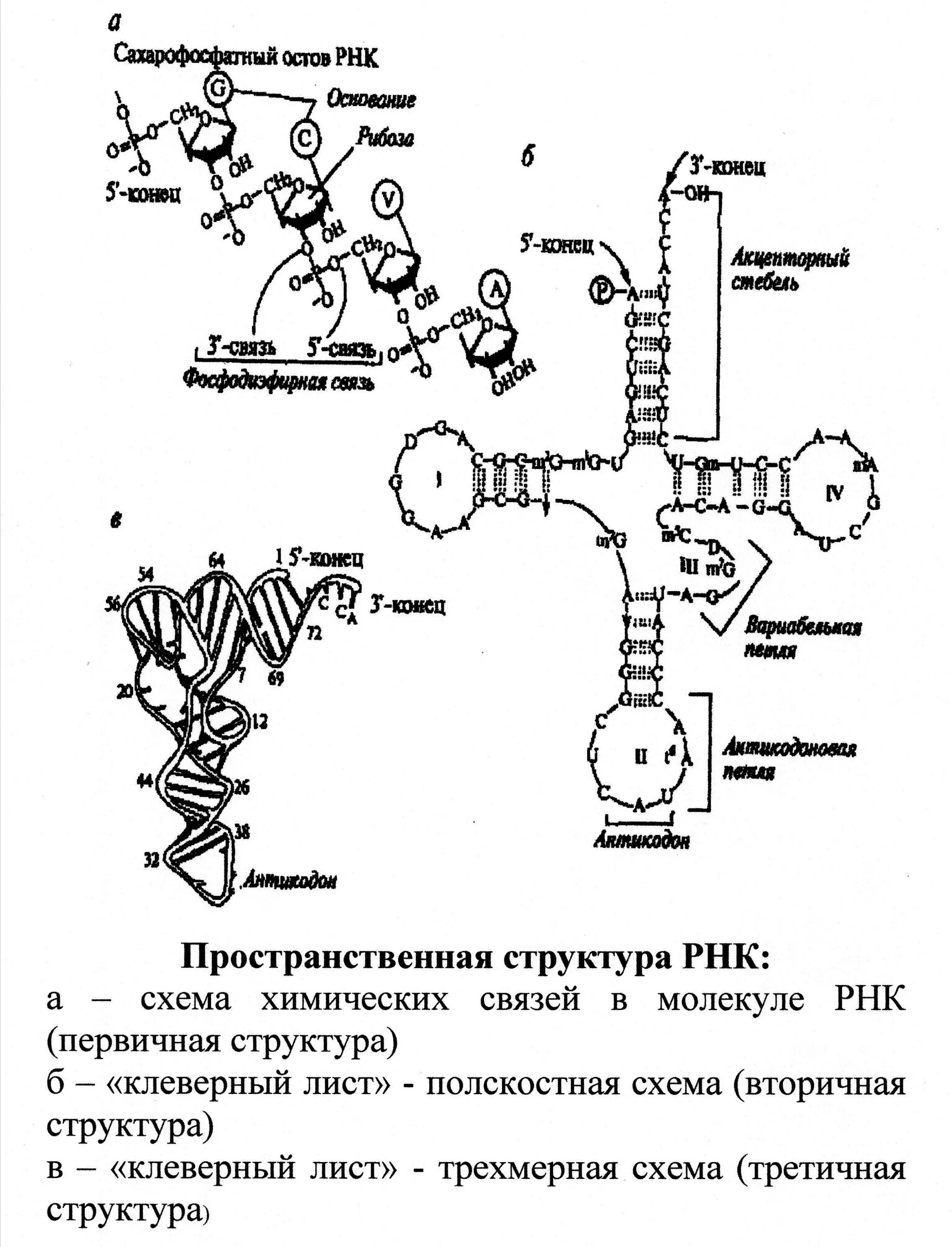 Структуры РНК первичная вторичная и третичная. Вторичная и третичная структура РНК. Первичная и вторичная структура ТРНК. Первичная вторичная третичная структура т РНК.