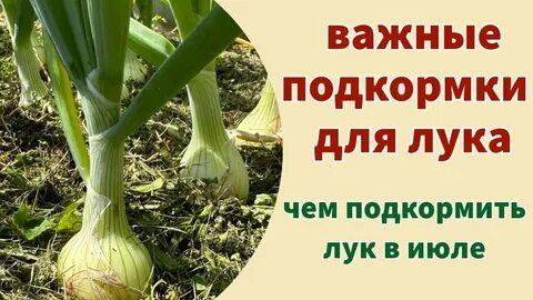 Чем подкармливать лук для хорошего урожая