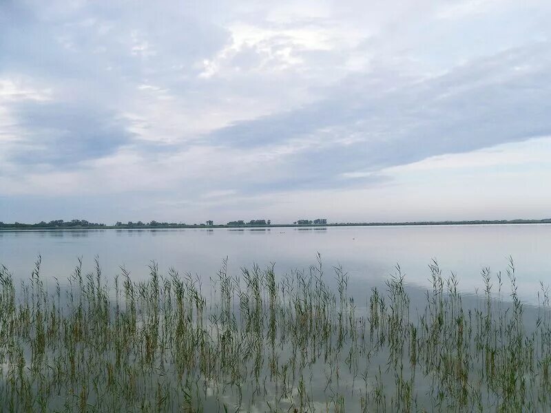 Озеро Покровка Алтайский край. Озеро Жаманкамыс Алтайский край. Степное озеро Алтайский край. С Покровка Славгородский район Алтайский край. День степного озера