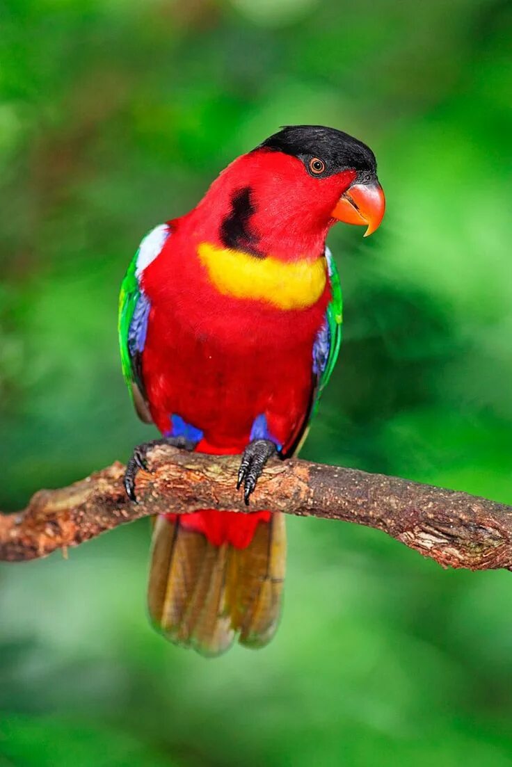 Попугай краснолобый блестящий лори. Зеленохвостый лори попугай. Лорикет попугай. Попугай пестрый лори. Лори птица.