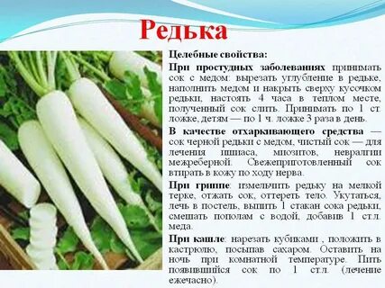 Овощ дайкон польза и вред