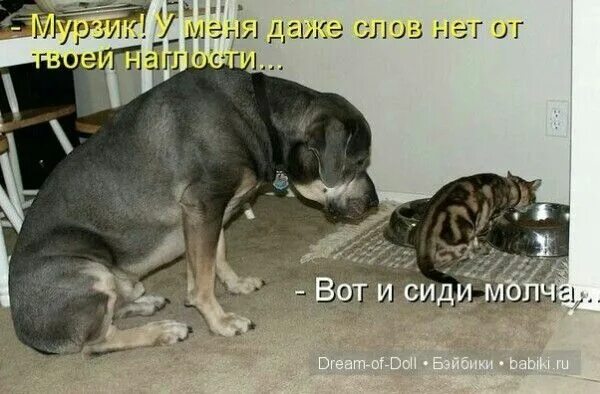 Пин от пользователя Katia на доске юмор Домашнее животное, Животные, Юмор