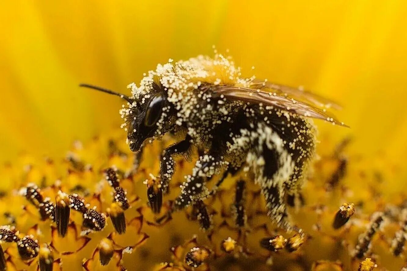Пчелы и другие насекомые. Опыление пчелами. Пчела с пыльцой. Опыление растений пчелами. Пчелы пыльца опыление.