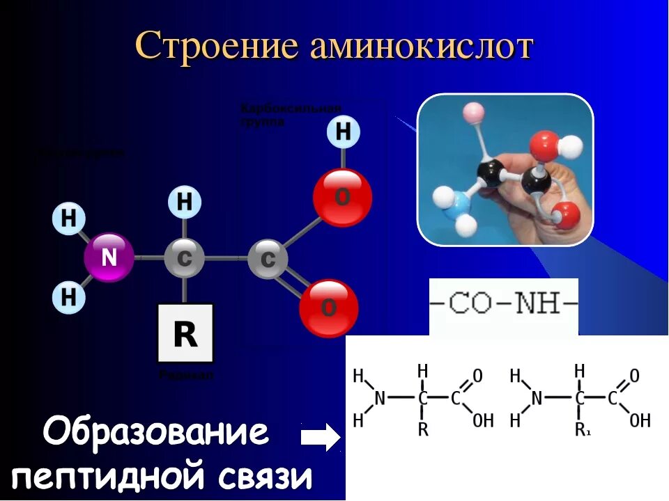 Клетки состоят из аминокислот. Строение аминокислот химия. Схематическое строение аминокислоты. Химическая структура аминокислот. Структура природных аминокислот.