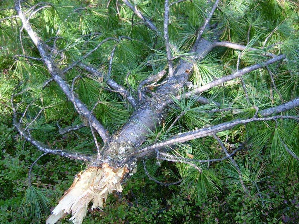 Pinus sibirica шишки. Кедред. Кедред. Кедред. Кедр новоуральск.