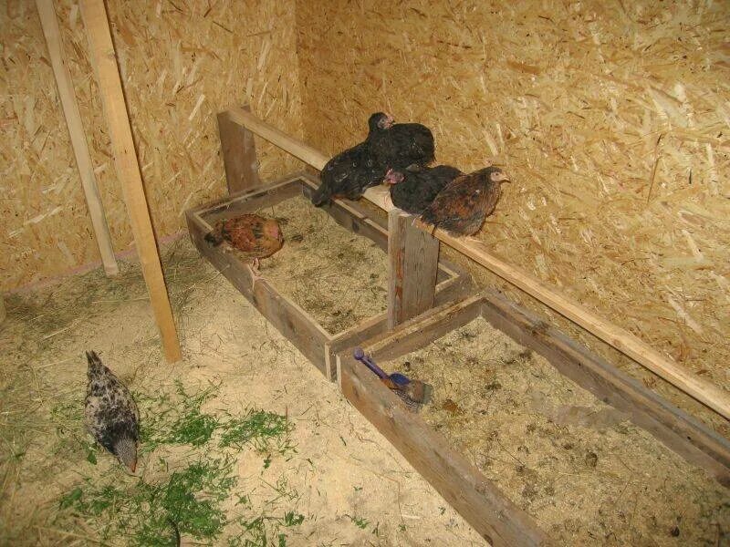 Как делаются куриные. Насест для курей несушек. Гнезда и насесты для кур несушек. Гнезда и насесты для кур несушек. Как делаются куриные.