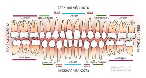 Нумерация (номера) зубов в стоматологии - схема у взрослых, как считать зубы по 
