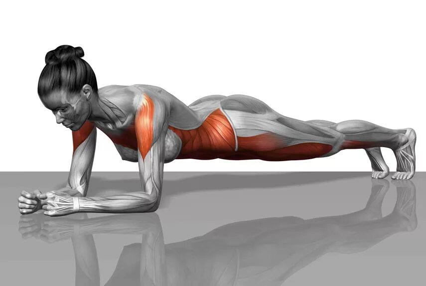 Накачать пресс планка. Планка упражнение мышцы задействованные. Планка (Plank):. Чатуранга дандасана анатомия. Планка статическое упражнение.