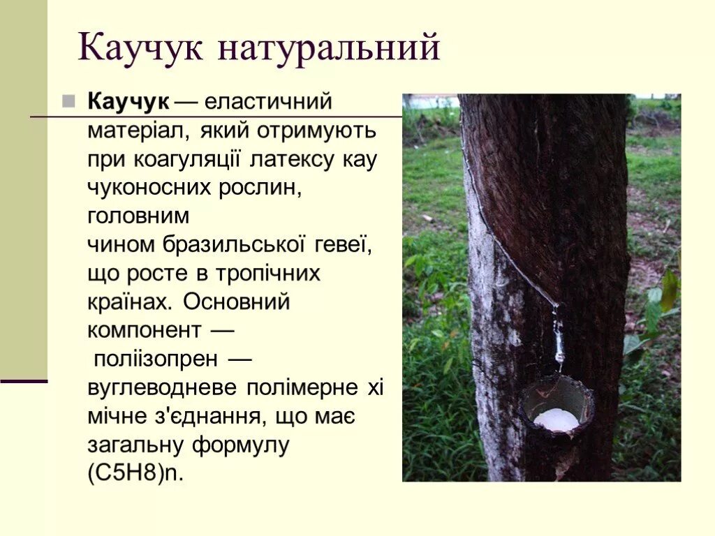 Синтез натурального каучука. История открытия каучука кратко. Открытие натурального каучука. История открытия натурального каучука. Они начали каучук положила.