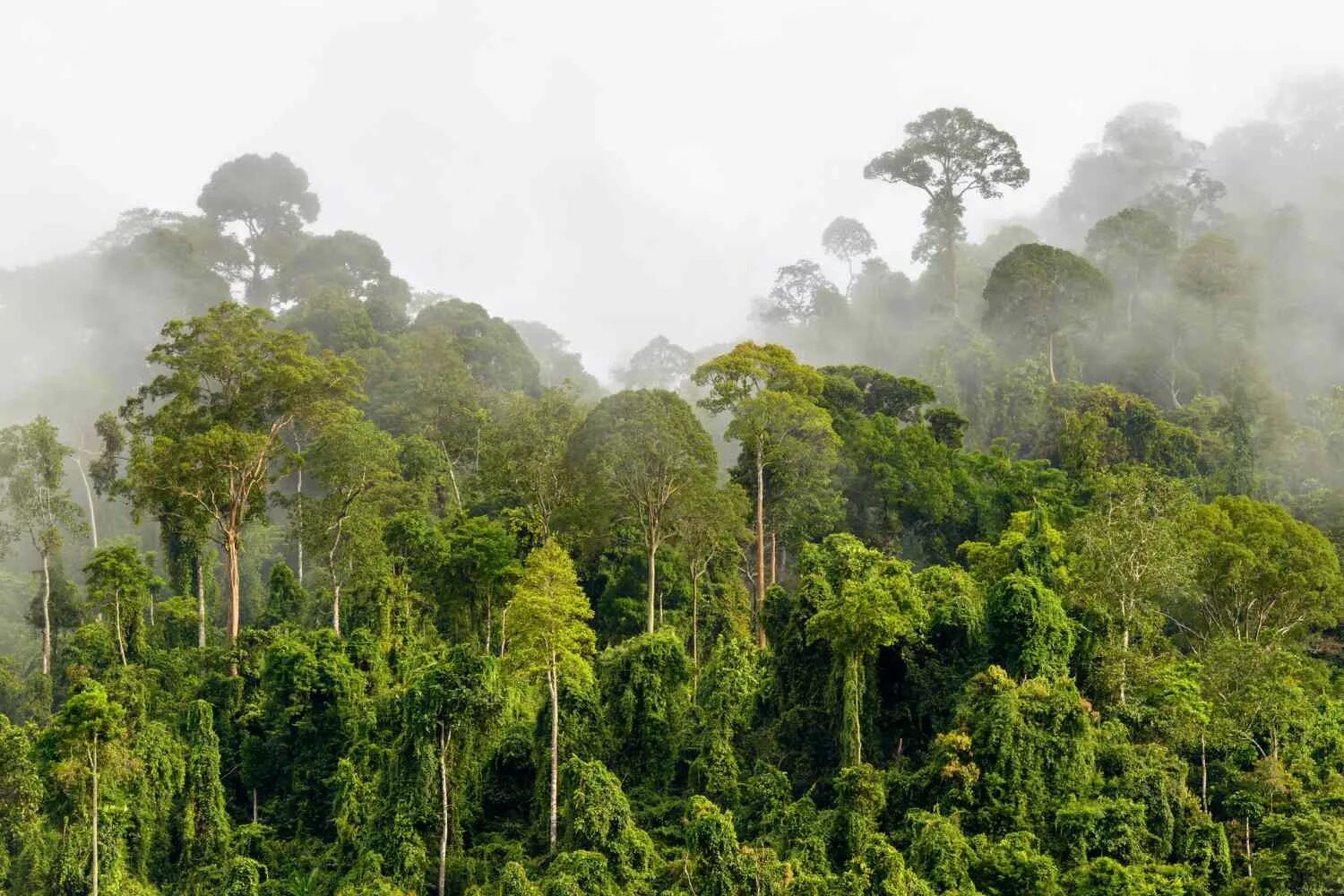 Природная зона тропические леса. Джунгли Борнео Индонезия. Тропикал Рейнфорест. Калимантан джунгли. Вечнозеленые тропические дождевые леса.