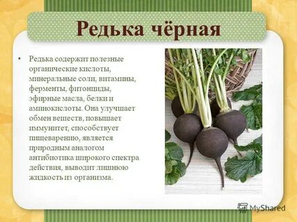 Польза редьки