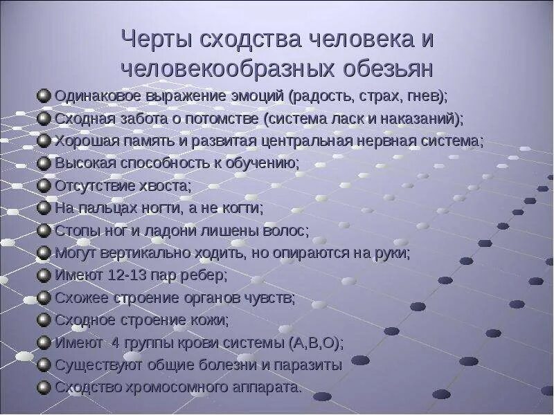 Различие между человеком и человекообразными обезьянами