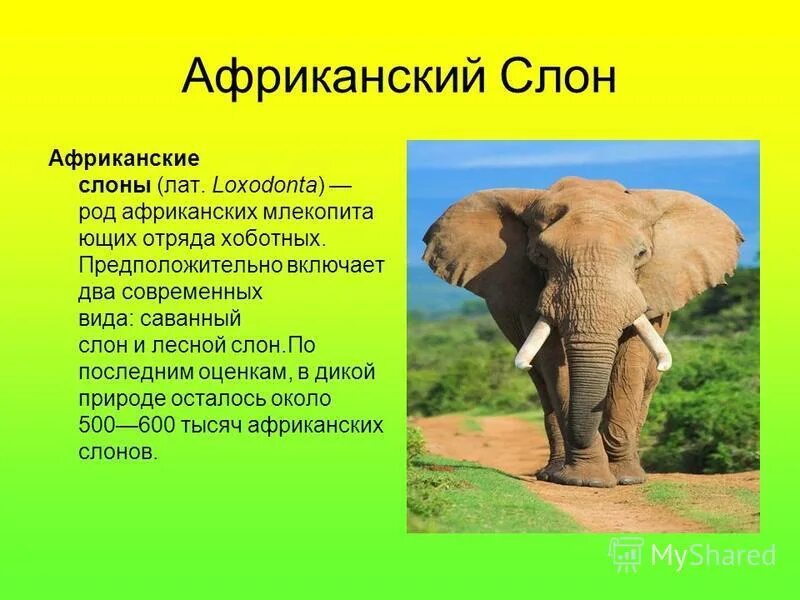 Сообщение о слоне