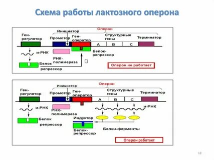 Оперон гена