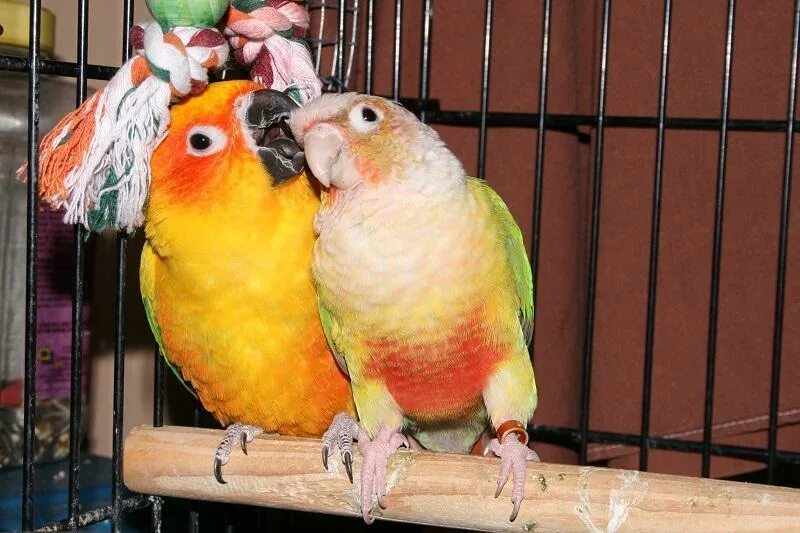 Parrots names. Попугай девочка. Имена для попугаев. Попугай мальчик. Красивые имена для попугаев.