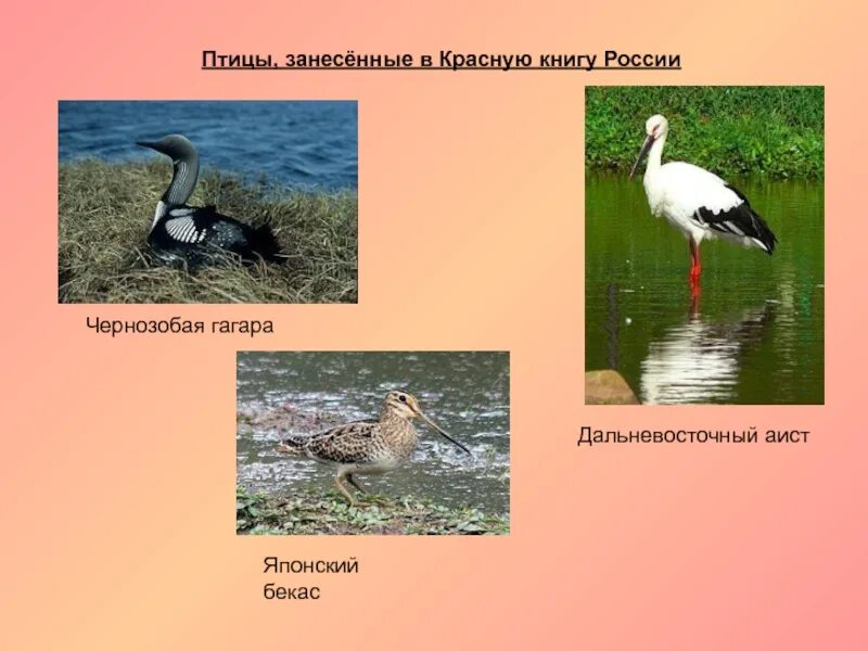 Список птиц занесенных в красную книгу. Птицы красной книги. птицы красной книги россии. птицы занесенные в красную. звери и птицы занесенные в красную книгу.