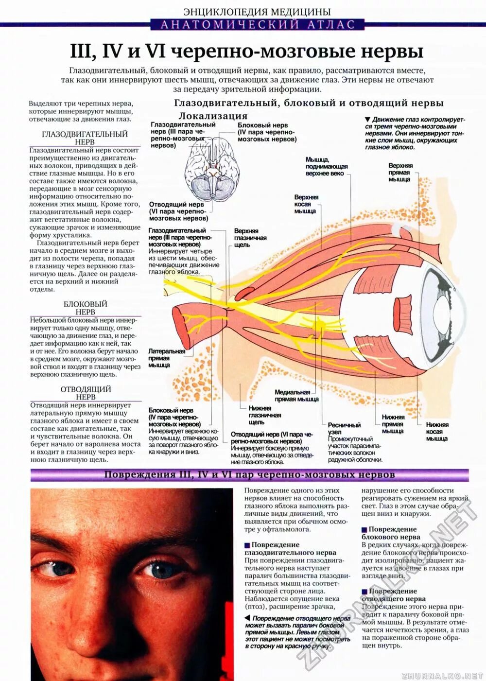 мышцы глазного яблока анатомия. верхнюю косую мышцу глазного яблока иннервирует нерв.