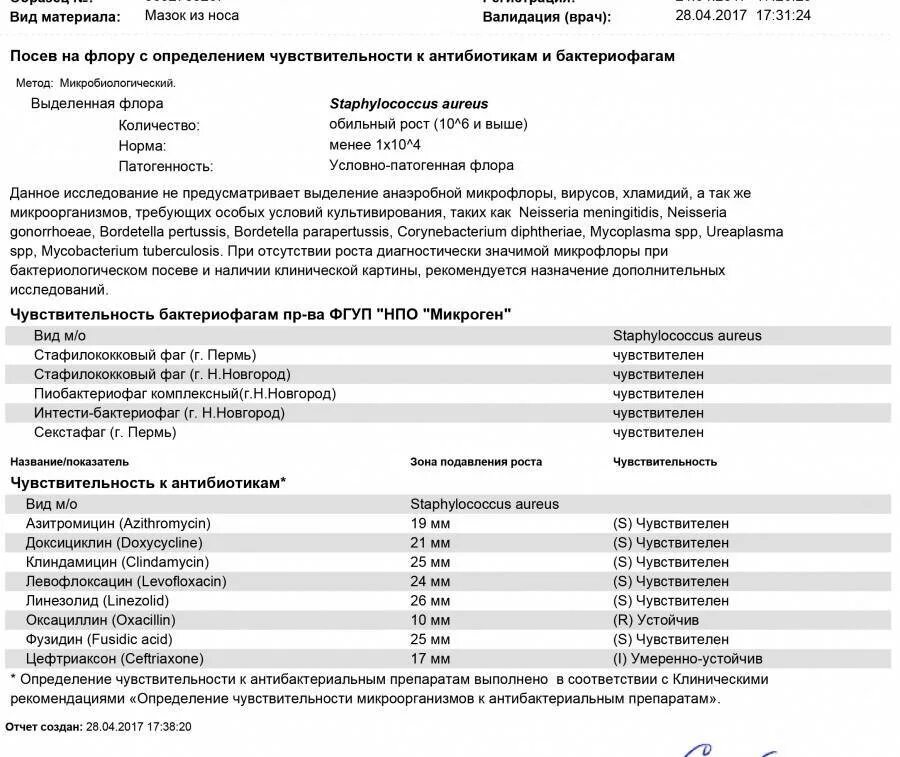 Staphylococcus aureus в носу. Стафилококк ауреус мазок. Мазок Staphylococcus aureus из зева. Схема лечения инфекции золотистого стафилококка. Исследование на мазок коронавирус.