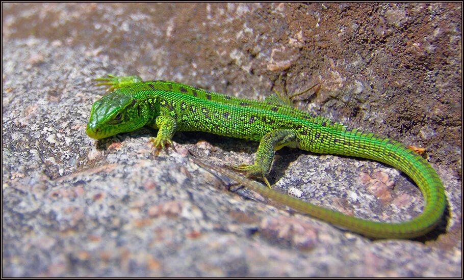 хозяйка медной горы саламандра. малахитовая шкатулка с ящеркой. бажов хозяйка медной горы ящерка. малахитовая шкатулка бажов ящерица. хозяйка медной горы ящерица.