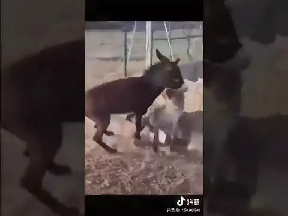 Мужик на ишаке. Вырубить осла в постели что. Оседлала осла. Вырубить осла в постели что. Вырубить осла в постели что.