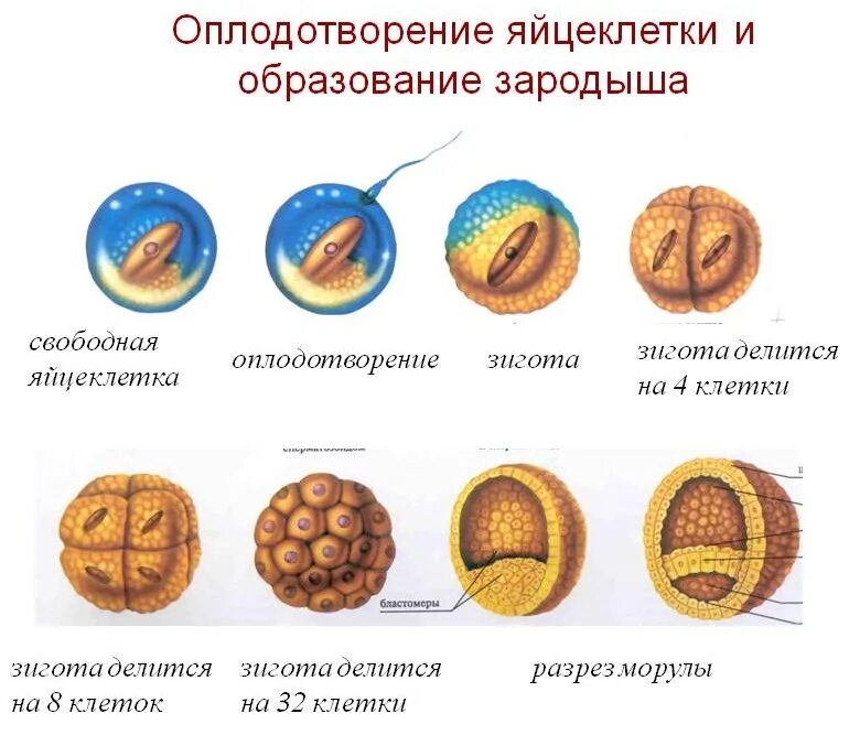 Где происходит образование яйцеклеток. Процесс оплодотворения и развития зародыша. Стадии развития оплодотворения яйцеклетки. Стадии развития эмбриона зигота. Этапы развития оплодотворенной яйцеклетки.