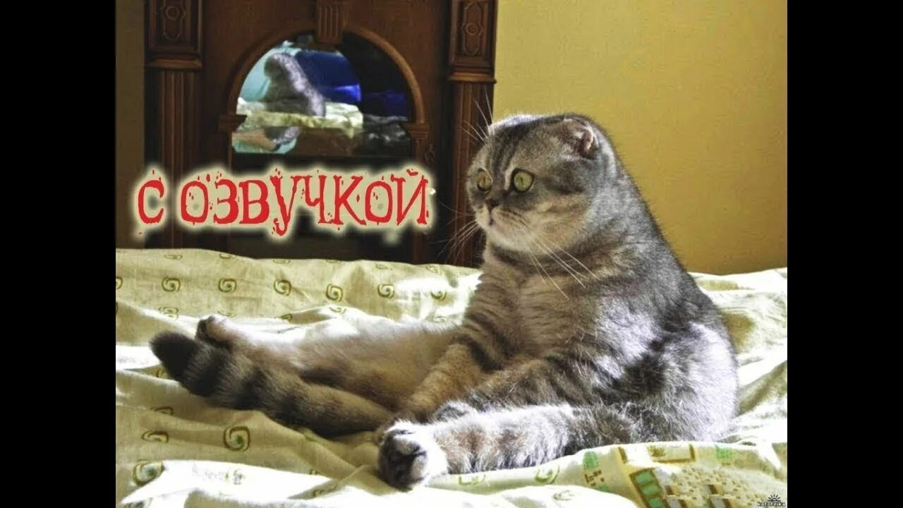 Включи приколы с озвучкой. Котики с озвучкой. Смешные котики с озвучкой. Смишные каты сазвучкой. Смешные коты до слез с озвучкой.