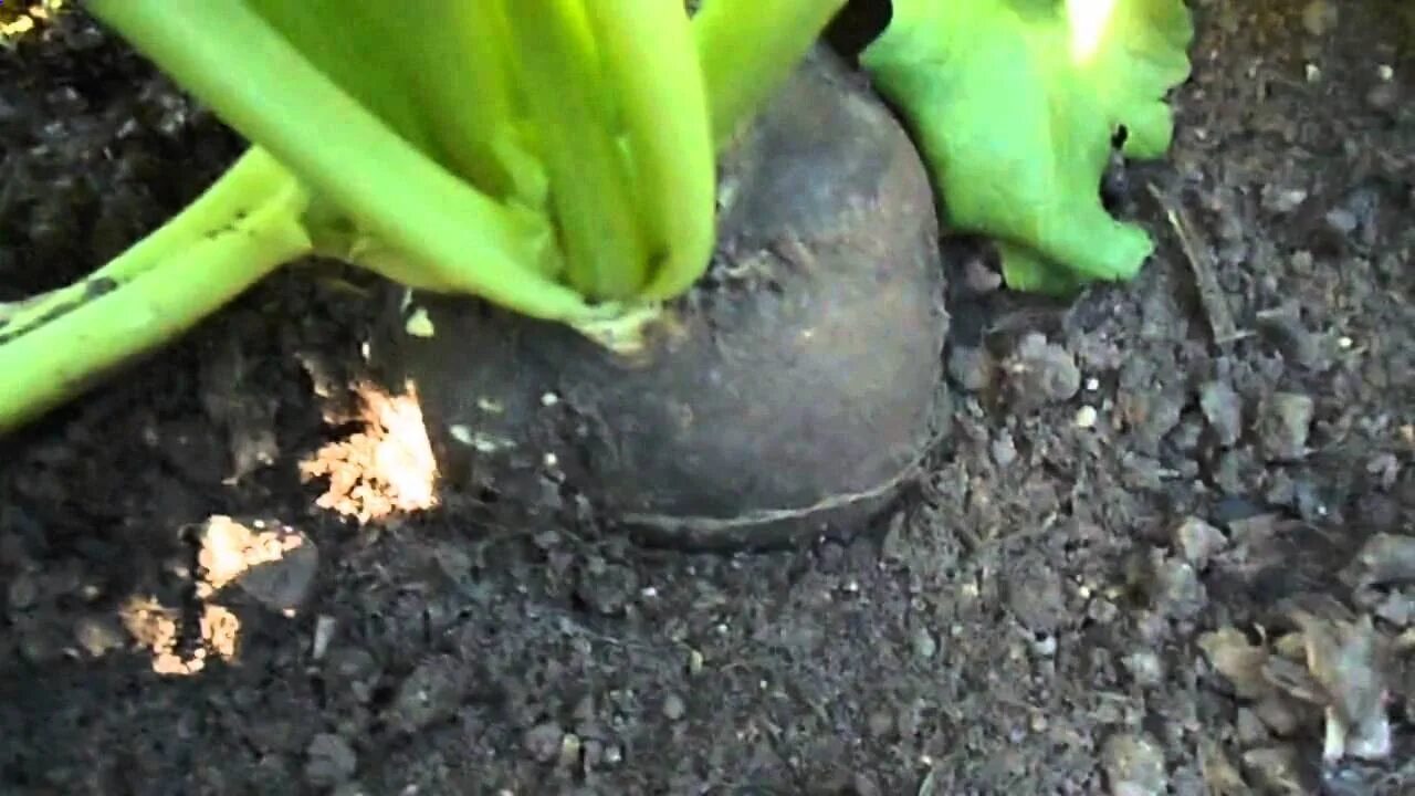 Когда сажают редьку черную зимнюю