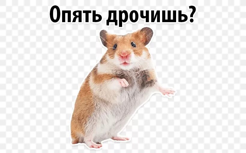 Опять Дрочить Что Ли