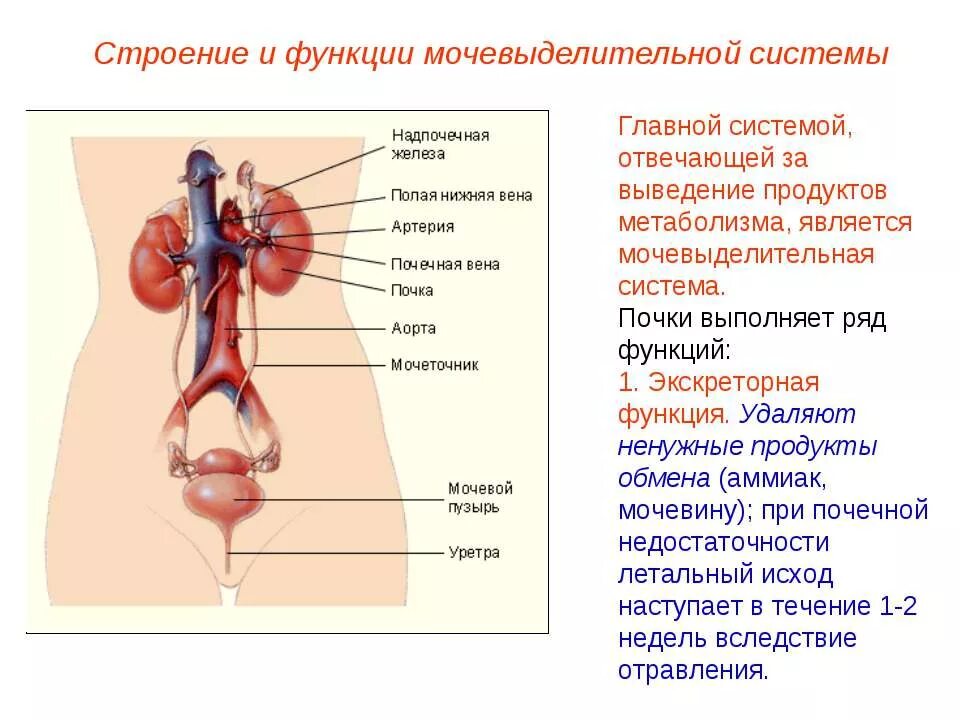 Функции выделительной системы человека 8 класс кратко. Выделительная система выполняет функцию. Выделительная система человека анатомия таблица. Строение выделительной системы егэ. Выделительная система человека строение почки.