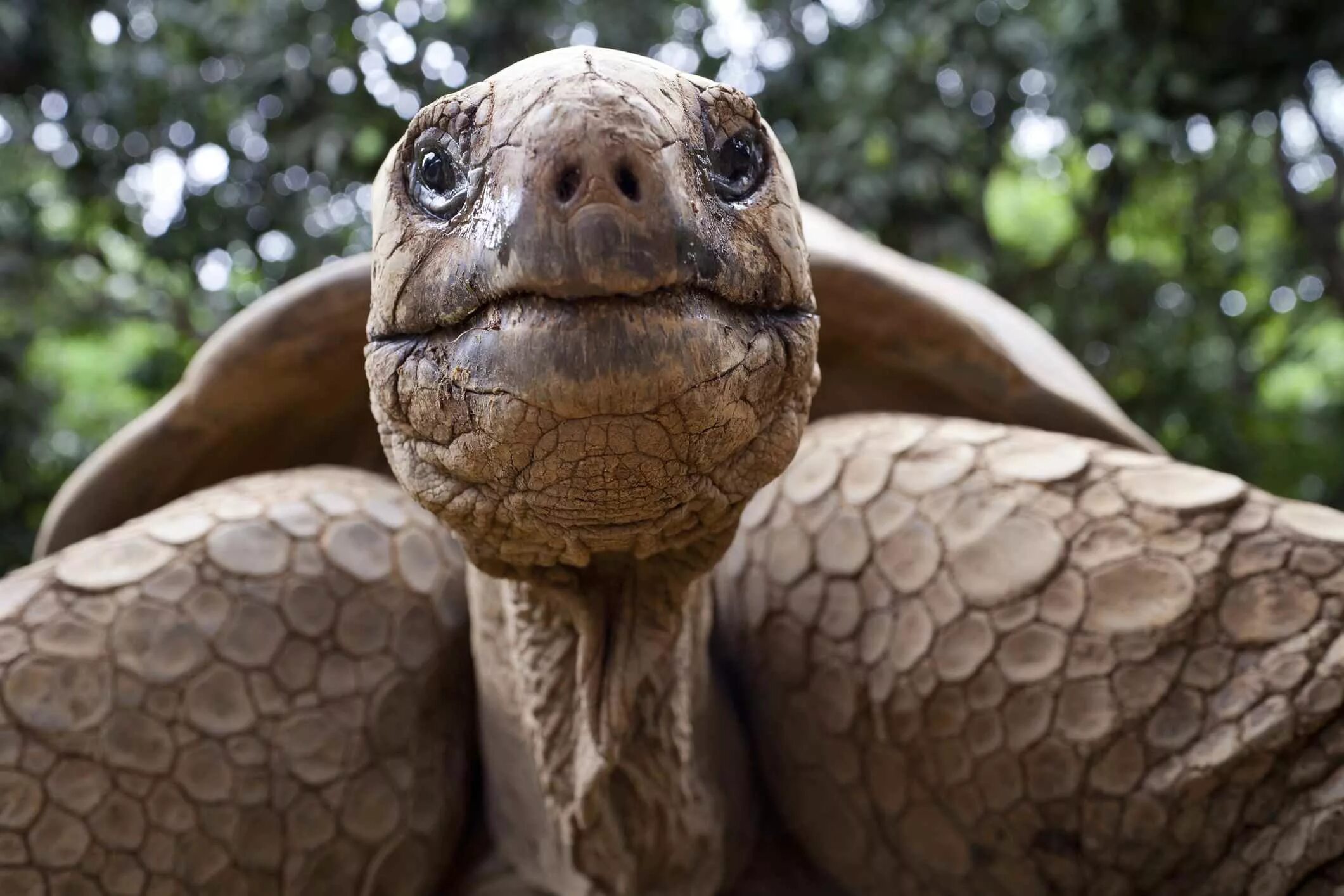 Посмотрим черепахи. Галапагосская черепаха. Коко джамбо черепаха. Суматранская черепаха. Морда черепахи.