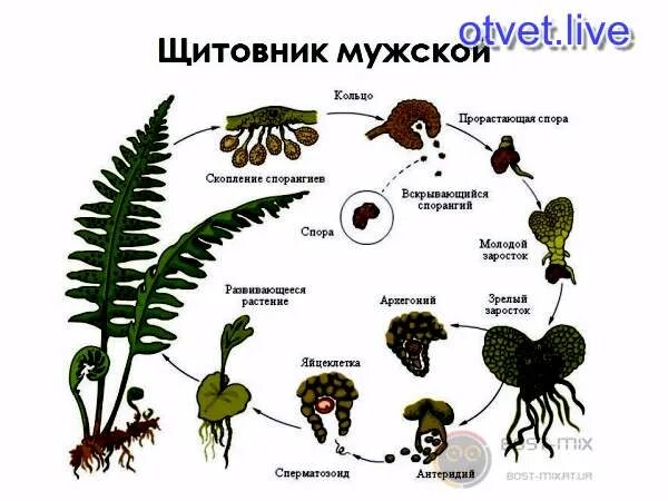 Жизненный цикл папоротника мужского. Жизненный цикл щитовника мужского. Щитовник мужской жизненный цикл спорангий. Цикл развития папоротника щитовника мужского.