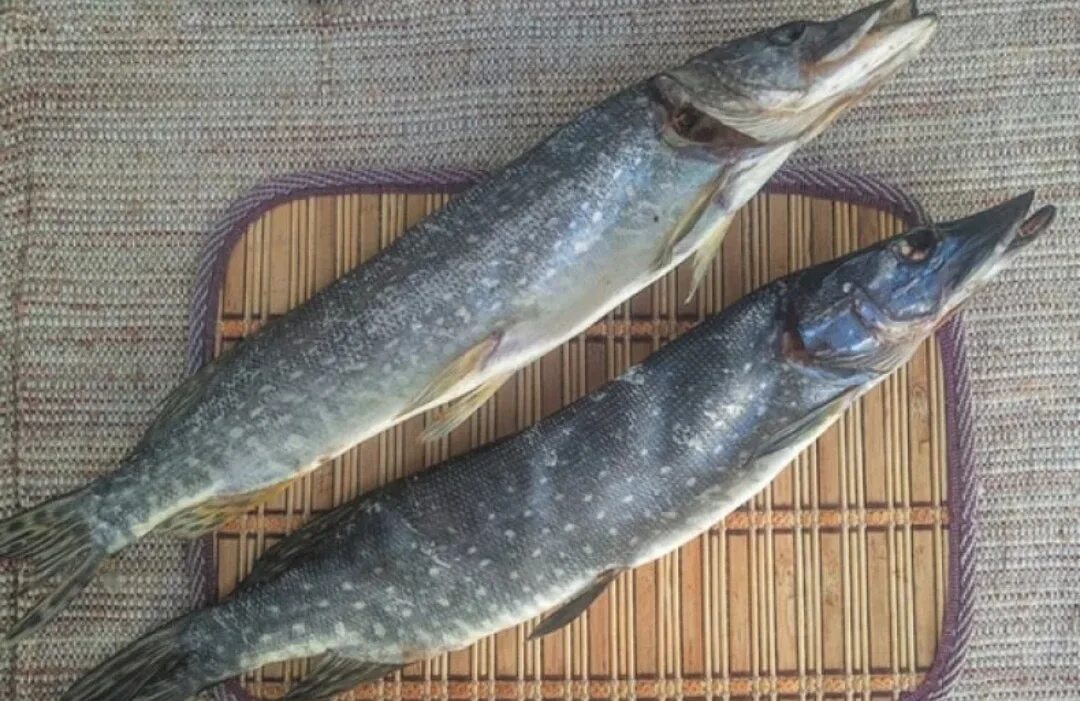 Чтобы щука не была сухой. Щука сушеная. щука вяленая. щука вял. щука сухая.