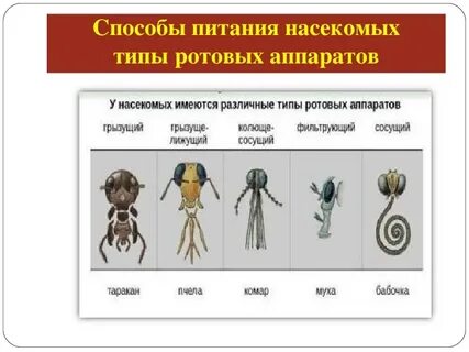 Тип питания насекомых