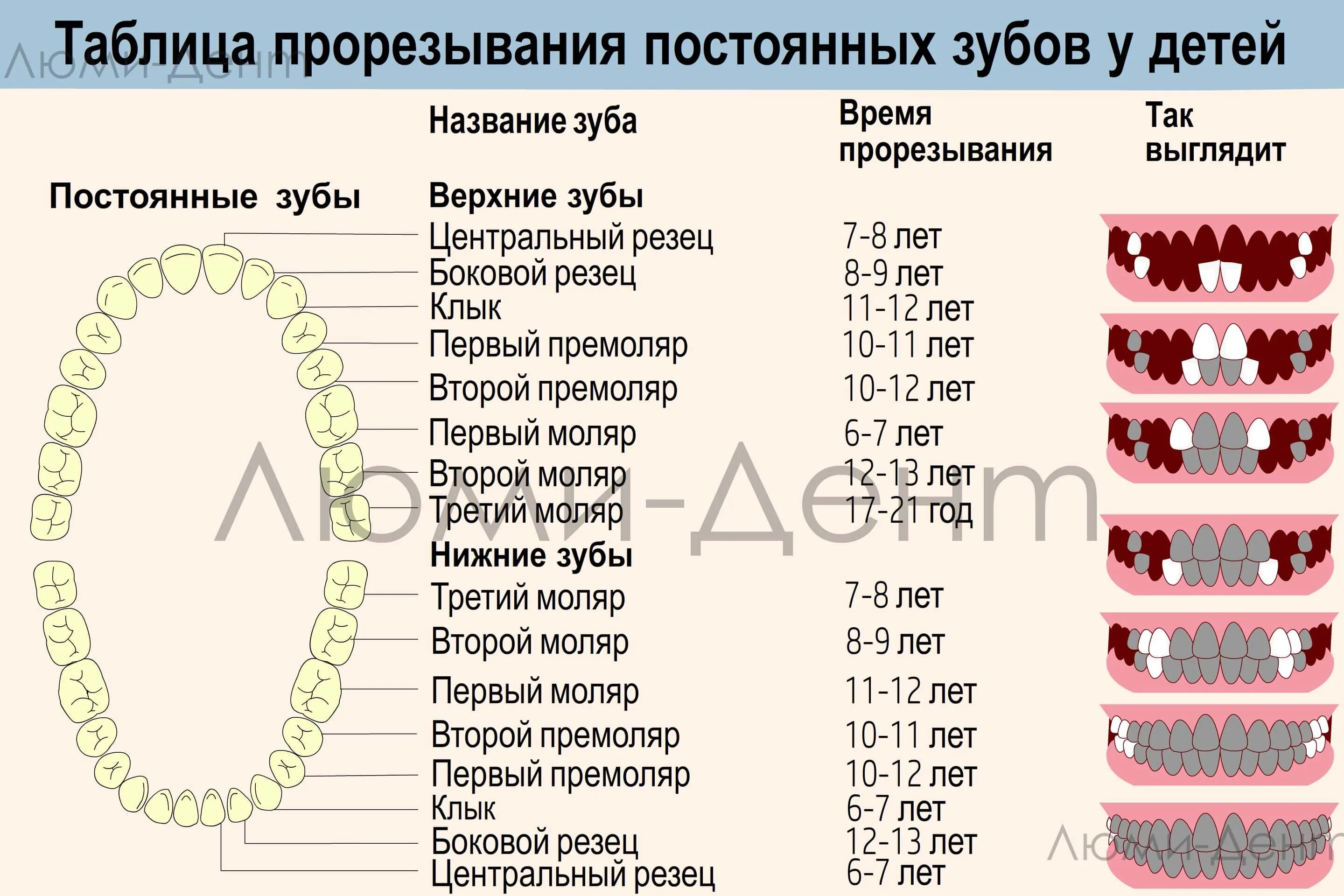 Через сколько зуб перестает болеть. Зубы у детей порядок прорезывания и выпадения. Зубы у детей смена молочных зубов на постоянные. Порядок смены молочных зубов у детей на постоянные схема. Схема замены молочных зубов у детей.