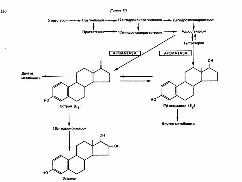 17 гидроксипрогестерон повышен. Ароматаза схема синтеза половых гормонов. Эстрадиол механизм действия биохимия. Механизм действия эстрадиола схема. Схема синтеза прогестерона.