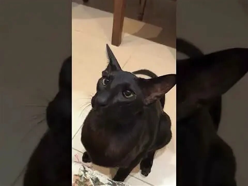 Картинки кота люцифера - Profhobby.ru